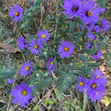 A cluster of purple New England Aster wildflowers with visible yellow centers and green foliage.